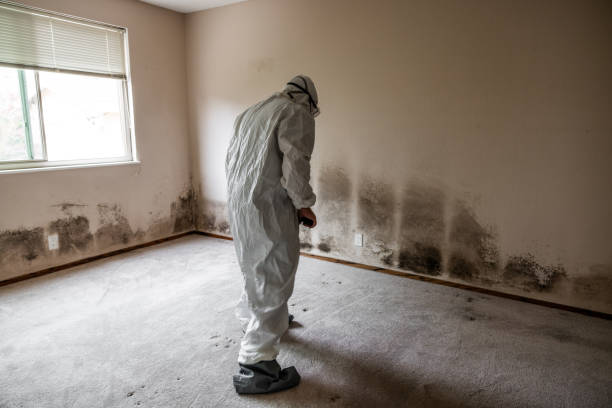 Best Post-Flood Mold Remediation in Swarthmore, PA